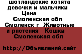 шотландские котята девочки и мальчики › Цена ­ 2 500 - Смоленская обл., Смоленск г. Животные и растения » Кошки   . Смоленская обл.
